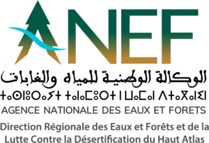 ANEF Logo PNG Vector
