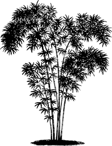 Bamboe Logo Vector