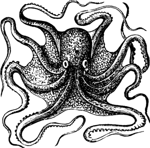 octopus Logo PNG Vector