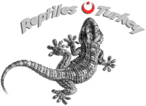 Reptiles Turkey Logo PNG Vector