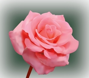 rose Logo Vector
