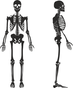 Skeleton Logo PNG Vector
