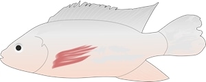 tilapia fish Logo PNG Vector